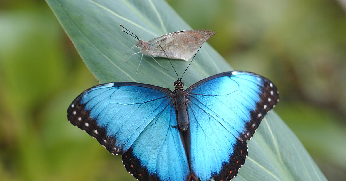 Schmetterlings-Schau-Tropen-Gef-hl-im-M-nchner-Winter