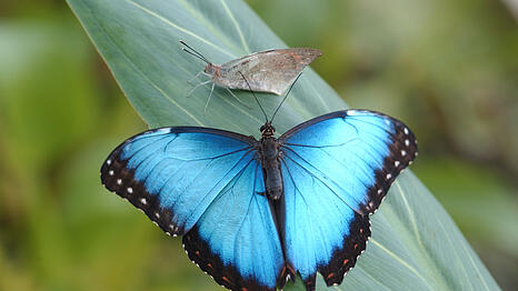 Morpho peleides kommt in intensivem Blau dahergeschwebt.
