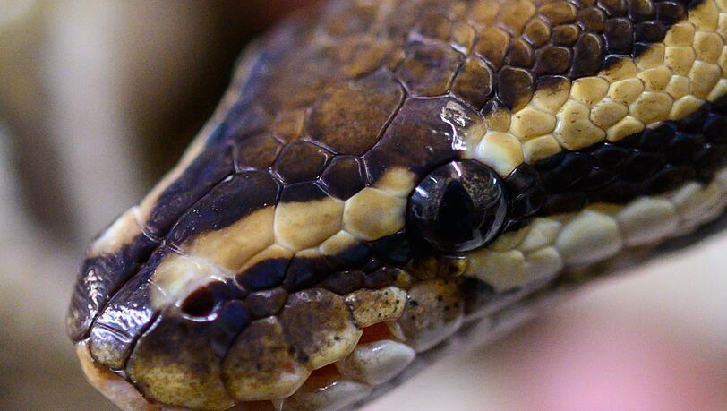 Dem 24-J&auml;hrigen wird ein Vergehen nach dem Tierschutzgesetz vorgeworfen. (Symbolbild)