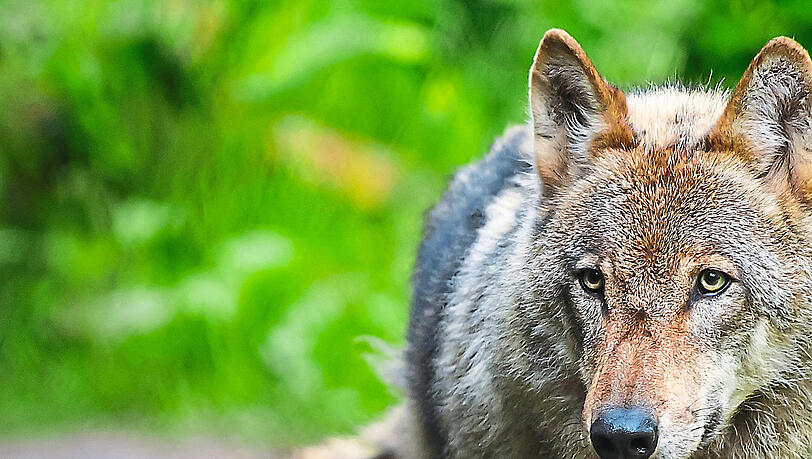 Der Wolf und andere Wildtiere sind im Visier des Jagdministers Hubert Aiwanger (Freie Wähler).