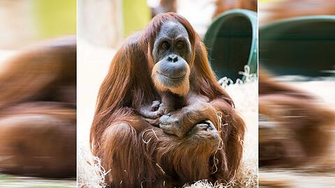 Trauer bei den Orang-Utans in Hellabrunn. Das jüngste Tier ist gestorben (Archivbild).
