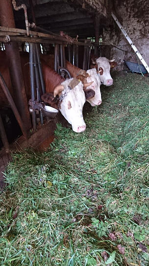 Weitere Bilder des "Horror-Hofs von Oettingen".
