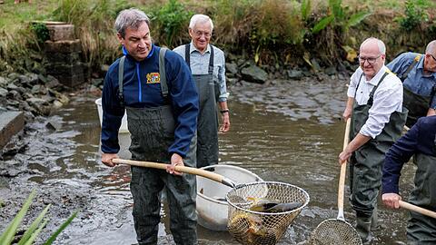 Bayerns Ministerpräsident Markus Söder (CSU, l) fängt Karfpen aus einem Teich.