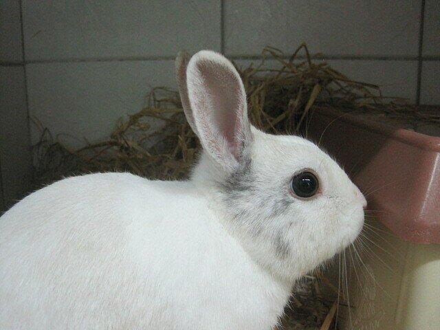 ... und hier der andere besitzerlose Hase.
