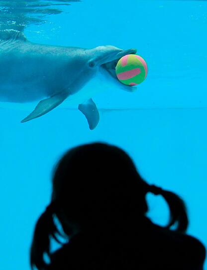 Im alten Delfinarium, 40 Jahre nach dessen Eroeffnung, fand Ende Juni die letzte Vorführung statt.