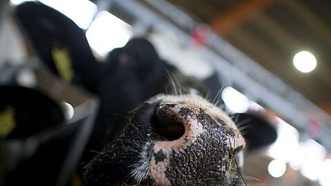 Die B&auml;uerin wird licht verletzt in eine Klinik gebracht. (Symbolbild)