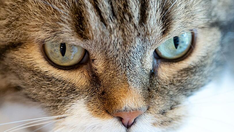 23 Katzen wurden an den Tierschutz &uuml;bergeben. (Symbolbild)