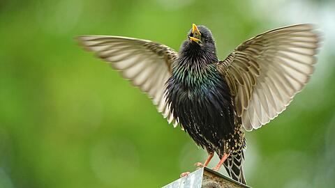 Wer singt denn da? Es ist ein Star. Sie geh&ouml;ren zu den allerersten R&uuml;ckkehrern aus dem S&uuml;den.