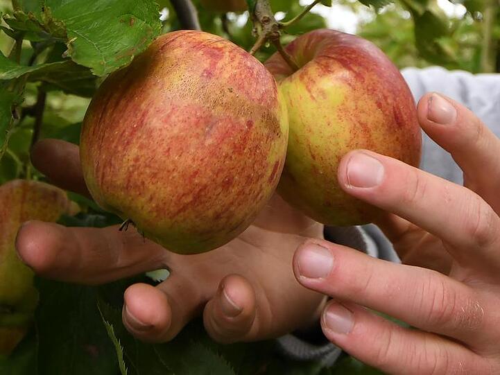 Ein Obstbauer erntet Äpfel. Foto: Carmen Jaspersen/dpa