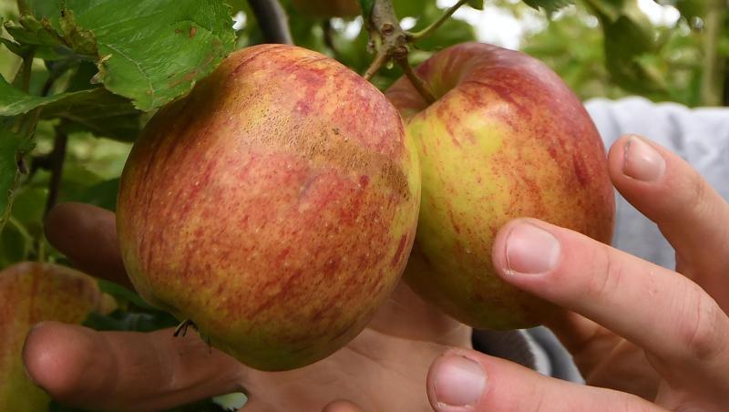 Ein Obstbauer erntet Äpfel. Foto: Carmen Jaspersen/dpa Ein Obstbauer erntet Äpfel. Foto: Carmen Jaspersen/dpa