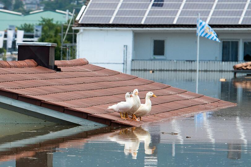 Diese Gänse haben sich in Deggendorf auf ein Hausdach gerettet.