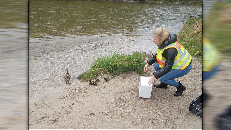 Die Polizei rettete eine Entenfamilie in Grünwald und brachte sie danach an die Isar.