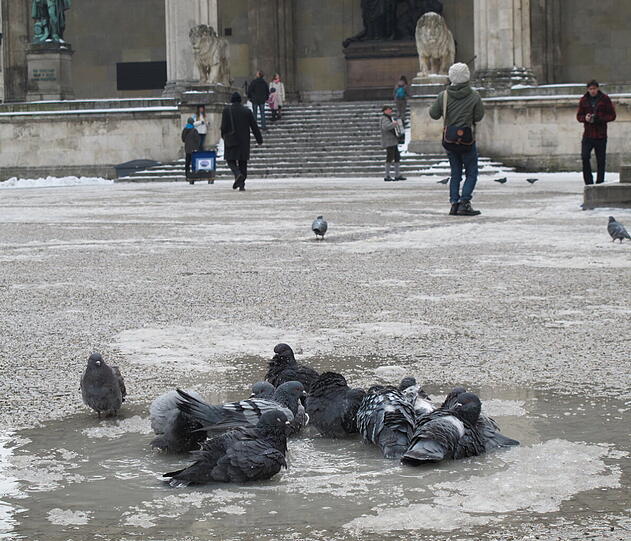 Auch am Odeonsplatz: Tauben beim gemeinsamen Baden im Eiswasser.