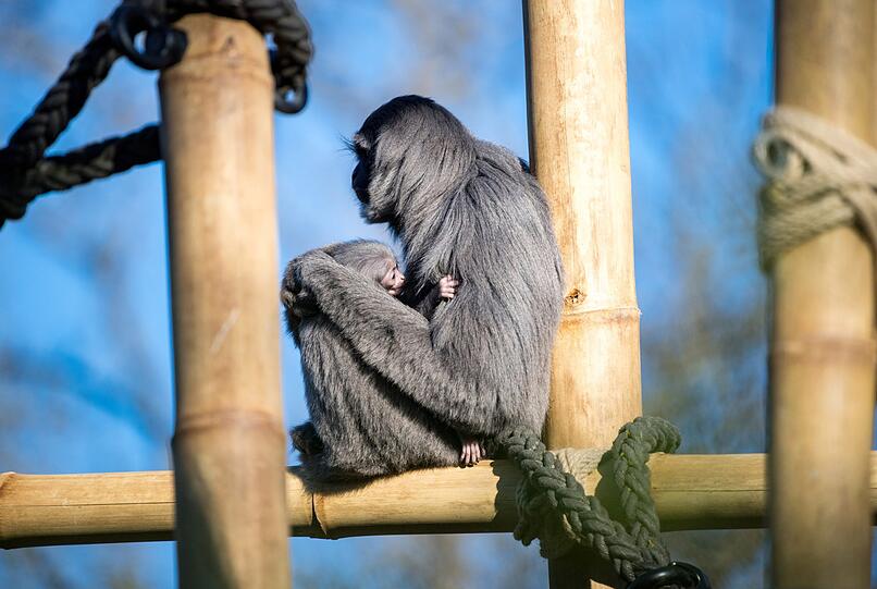 Die vom Aussterben bedrohten Silbergibbons haben im Tierpark Hellabrunn nun eine neugestaltete Außenanlage.
