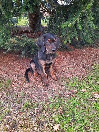 Bruno