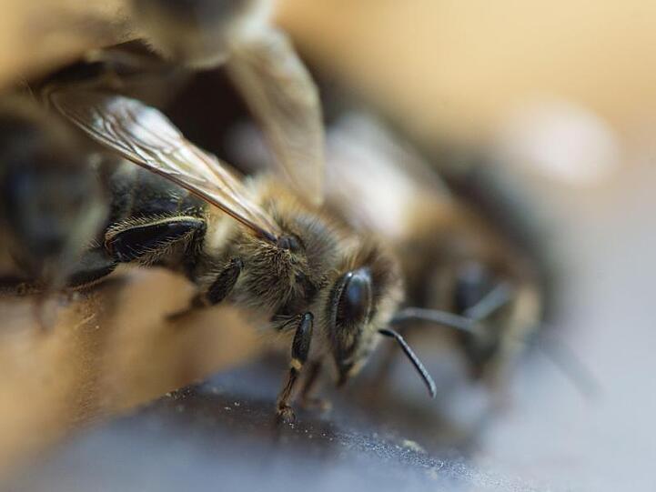 Bienen an einem Bienenstock. Foto: Sebastian Kahnert/Archiv