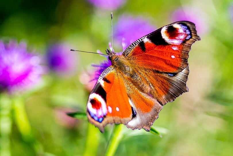 Wer sich Schmetterlinge im Garten wünscht, ist mit einem Schmetterlingsflieder gut dabei. Wer dazu noch ein paar Brennnesseln stehen lässt, sorgt schon von klein auf für die Tiere, denn davon ernähren sich die Raupen verschiedener Arten. Das Tagpfauenauge fliegt außerdem mit Vorliebe auf violette Blüten. Seine hübsche Zeichnung gaukelt möglichen Angreifern ein paar bedrohliche Augen vor. Wer sich Schmetterlinge im Garten wünscht, ist mit einem Schmetterlingsflieder gut dabei. Wer dazu noch ein paar Brennnesseln stehen lässt, sorgt schon von klein auf für die Tiere, denn davon ernähren sich die Raupen verschiedener Arten. Das Tagpfauenauge fliegt außerdem mit Vorliebe auf violette Blüten. Seine hübsche Zeichnung gaukelt möglichen Angreifern ein paar bedrohliche Augen vor.