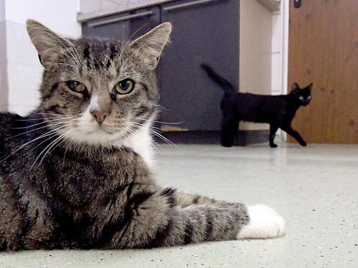 Zwei Kater warten im Tierheim auf eine neue Familie. Foto: Carsten Rehder/dpa/Symbolbild