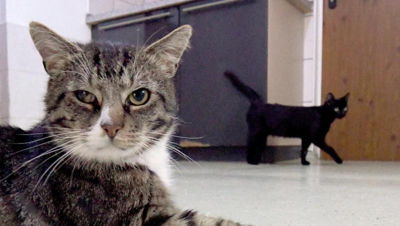 Zwei Kater warten im Tierheim auf eine neue Familie. Foto: Carsten Rehder/dpa/Symbolbild