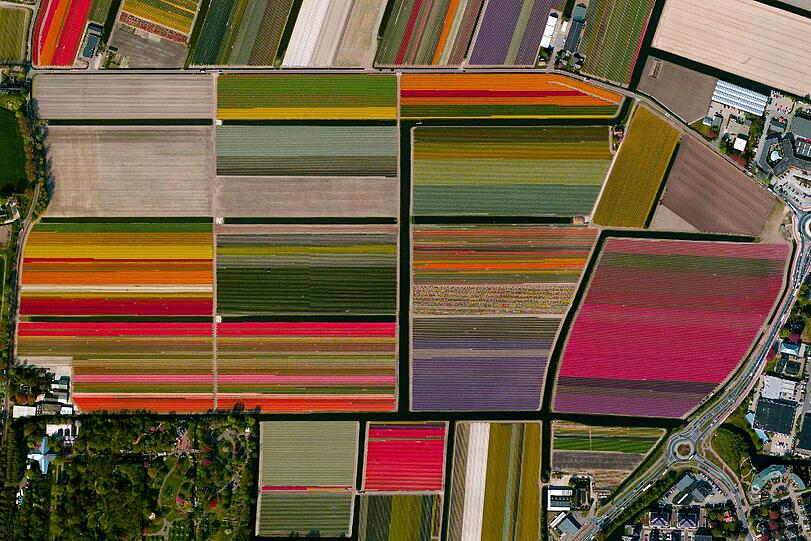 Tulpenfelder in den Niederlanden. Wer aus der Luft auf die Erde schaut, sieht: Der Mensch hat die Erde verändert.