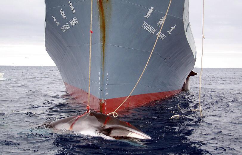 Auch der Internationale Gerichtshof in Den Haag hatte bereits 2014 entschieden, dass Japan die angeblich zu Forschungszwecken abgehaltene Waljagd im Südpolarmeer stoppen muss.
