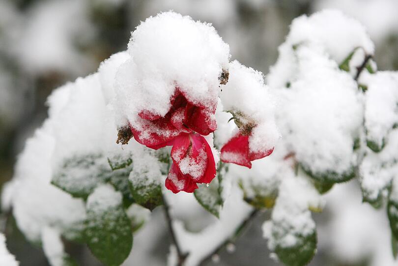 Wintereinbruch Ende Oktober. In München liegt der erste Schnee. Bilder vom Hofgarten und aus dem Englischen Garten.