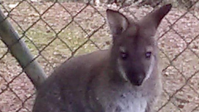 Das Foto zeigt ein ein Meter großes Wallaby. F. Foto: -/Polizeiinspektion Cham /dpa