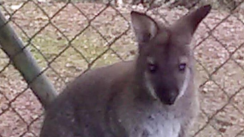 Das Foto zeigt ein ein Meter großes Wallaby. F. Foto: -/Polizeiinspektion Cham /dpa Das Foto zeigt ein ein Meter großes Wallaby. F. Foto: -/Polizeiinspektion Cham /dpa