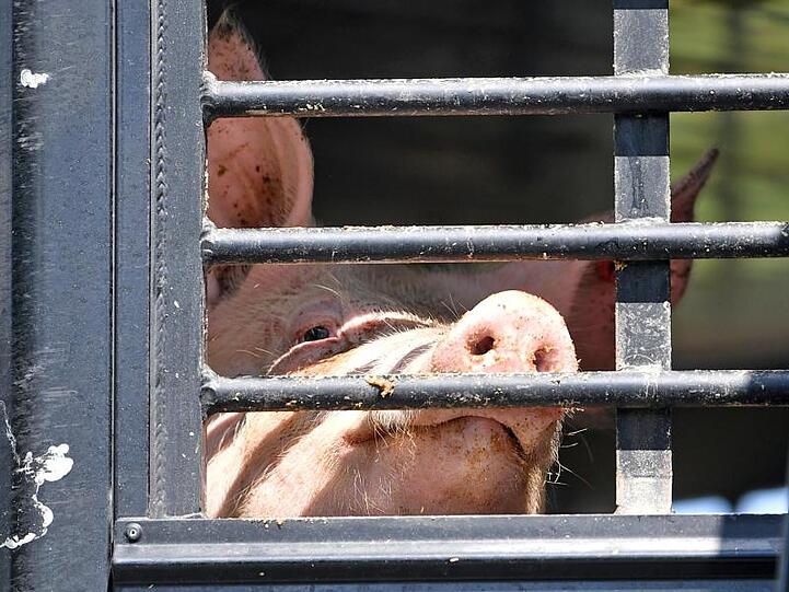 Ein Schwein schaut durch das Gitter eines LKW-Tiertransports.