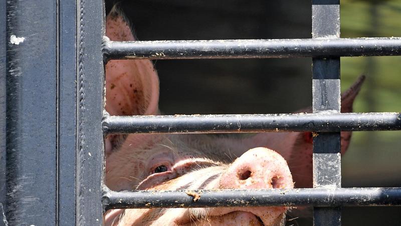 Ein Schwein schaut durch das Gitter eines LKW-Tiertransports. Ein Schwein schaut durch das Gitter eines LKW-Tiertransports.