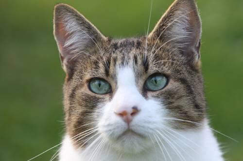 Ein niederträchtiger Luftgewehrschütze terrorisiert Truderinger Katzen.