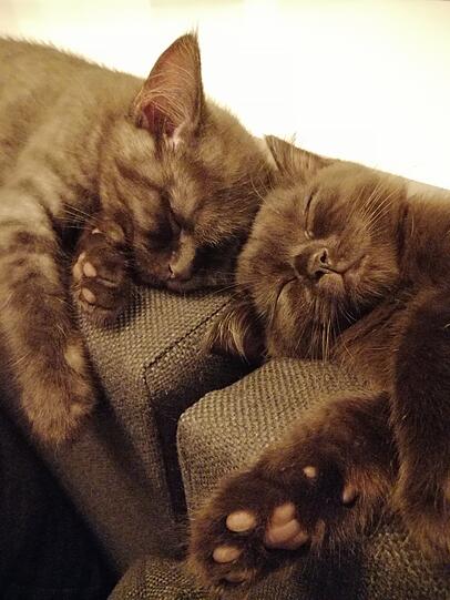 Grisu und Balu
