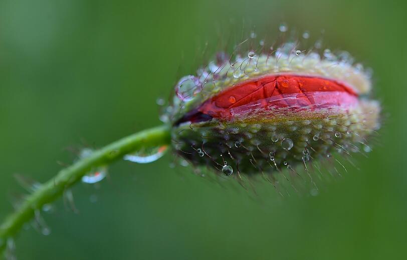 Sieht aus wie ein geschlossener Mund: Eine vom Regen nasse und geschlossene Klatschmohnblüte.