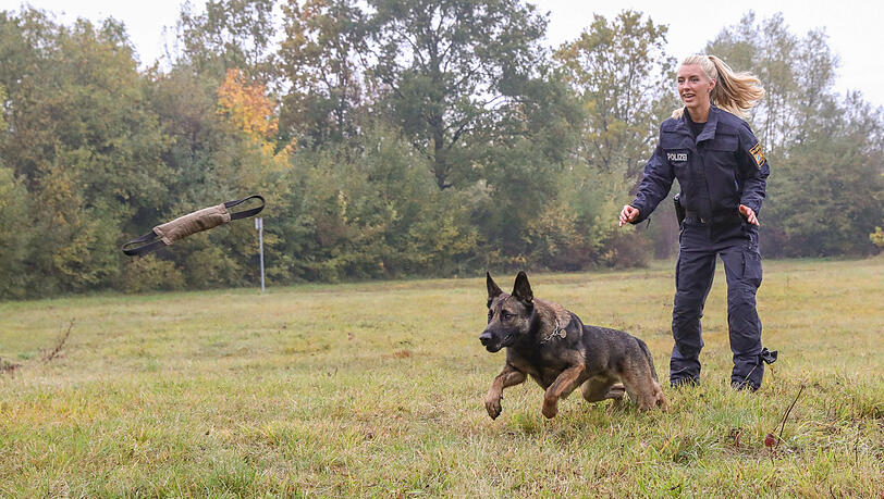 Wenn Chabo dem Spielzeug hinterher sprintet, möchte man nicht im Weg stehen - immerhin wiegt der Schäferhund-Malinois-Mix 35 Kilo. Wenn Chabo dem Spielzeug hinterher sprintet, möchte man nicht im Weg stehen - immerhin wiegt der Schäferhund-Malinois-Mix 35 Kilo.