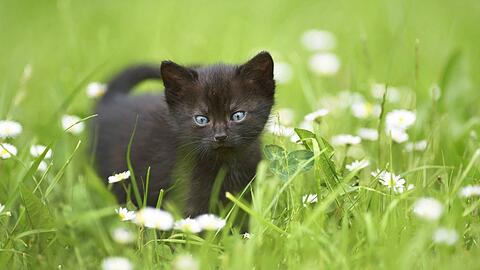 Auf der A3 kann die Polizei ein verletztes Katzenbaby vor dem sicheren Tod retten. (Symbolfoto)