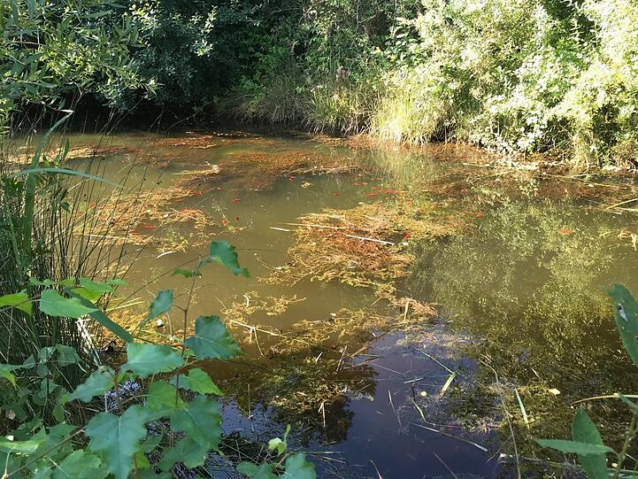 Zurück bleibt ein schlammiger Teich, das Uferschilf ist zerstört.