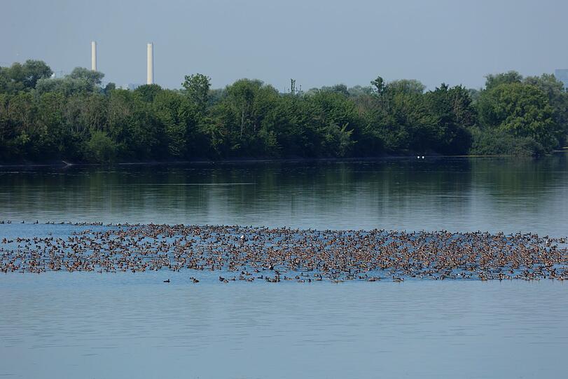 Die große Mauser der Kolbenenten - mitten auf dem Speichersee. Die Bilder vom Streifzug zum Durchklicken.