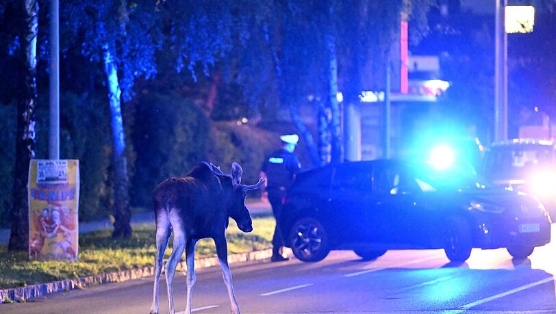 Der Elch hält Polizei und Medien auf Trab.