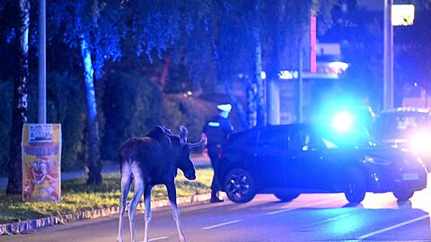 Der Elch hält Polizei und Medien auf Trab.