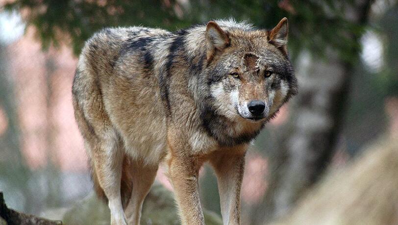 Keine Spur von dem Wolf im Inntal. Keine Spur von dem Wolf im Inntal.