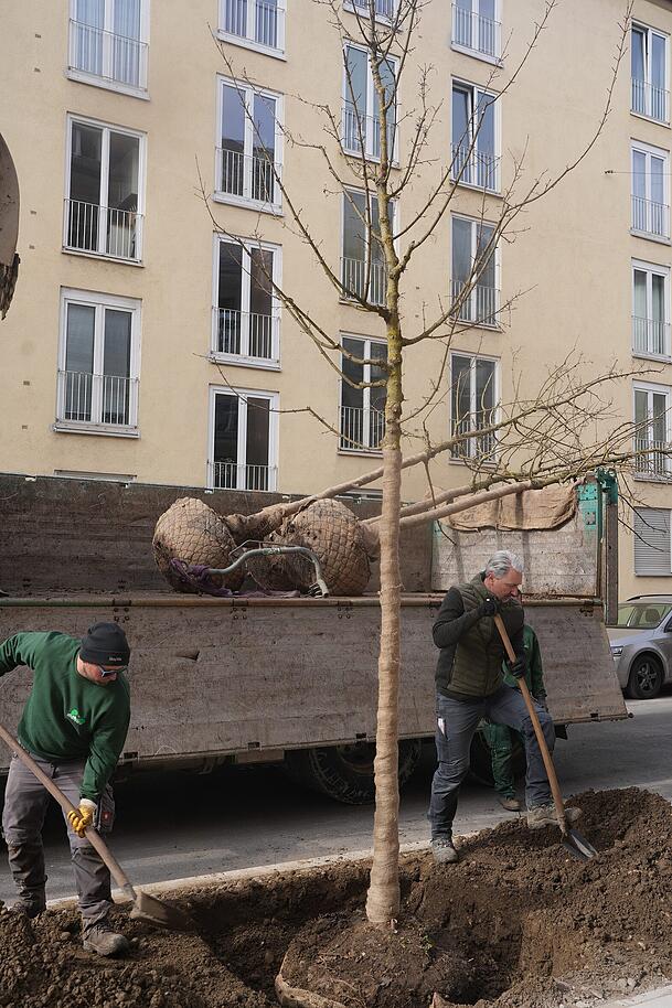 Hinter einer Baumpflanzung steckt viel Arbeit.