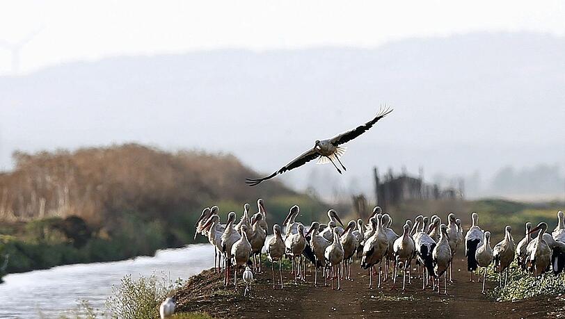 Südlich von Madrid sind rund 400 an der Vogelgrippe verendete Weißstörche geborgen worden. Südlich von Madrid sind rund 400 an der Vogelgrippe verendete Weißstörche geborgen worden.
