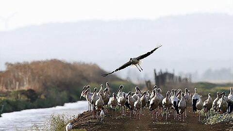 Südlich von Madrid sind rund 400 an der Vogelgrippe verendete Weißstörche geborgen worden.