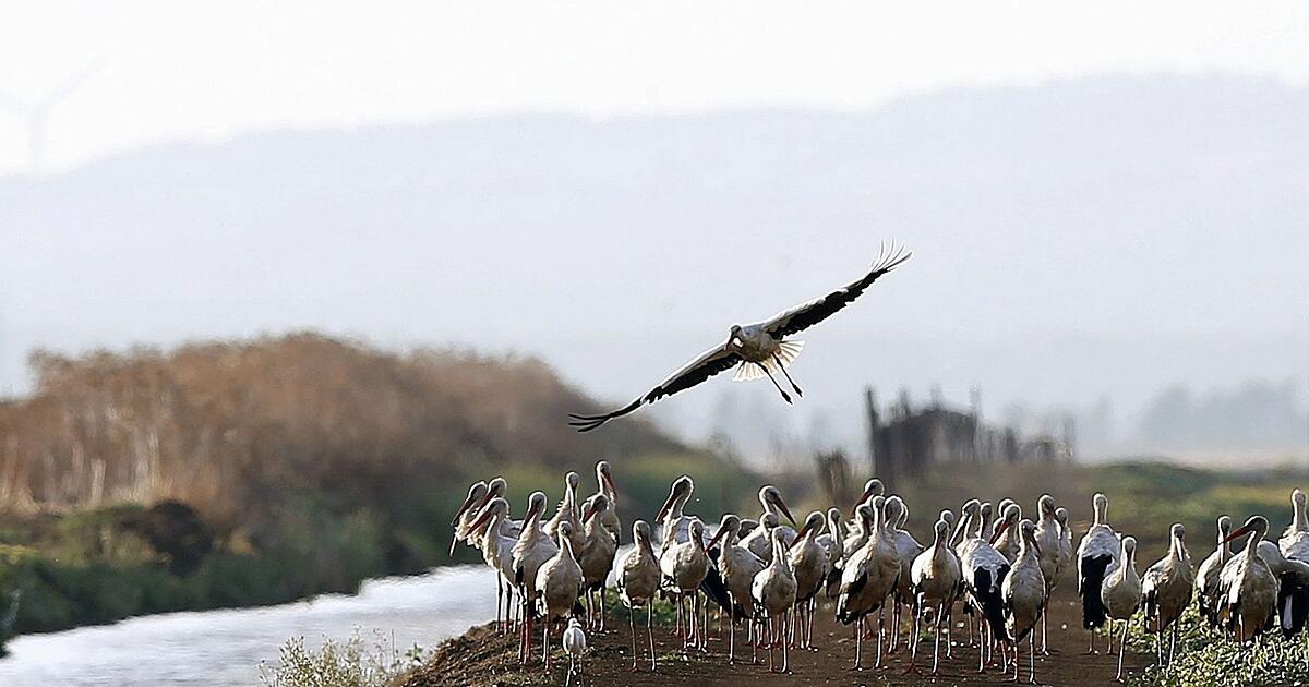 400-St-rche-in-Spanien-an-Vogelgrippe-verendet