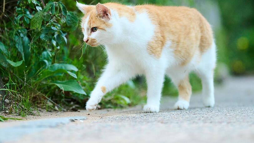 Eine Hauskatze spaziert auf einer Straße. (Symbolbild)