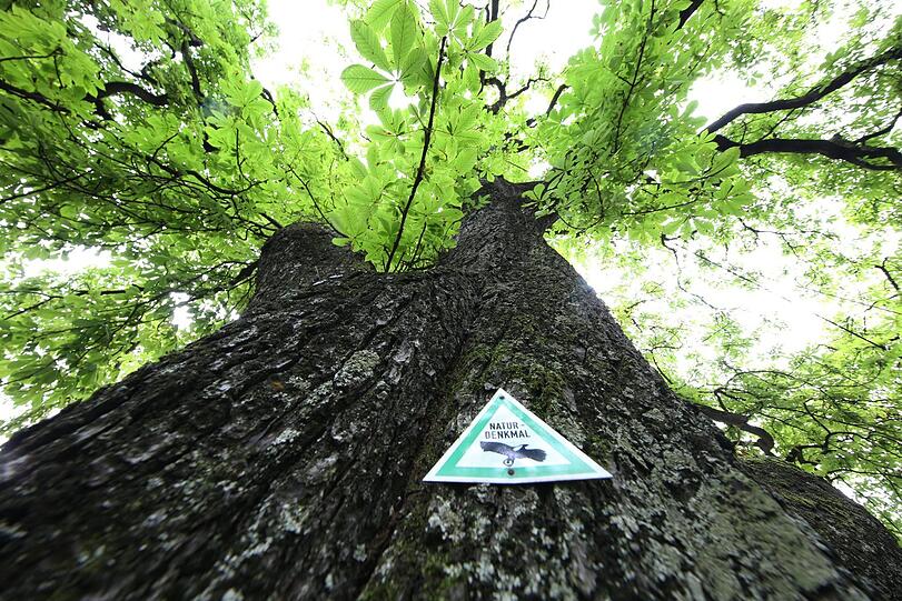Ganz schön imposant: Diese riesige Kastanie gleich gegenüber vom Gasteig ist als Naturdenkmal ausgewiesen.