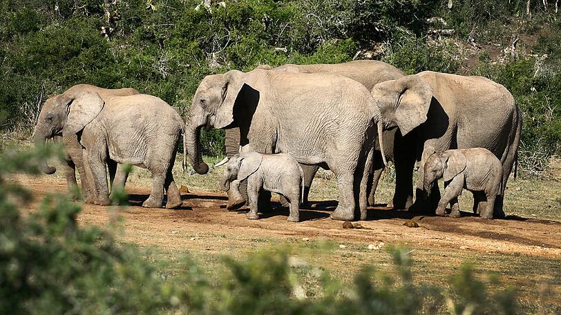 Eine Gruppe Elefanten in einem afrikanischen Nationalpark. (Symbolbild)