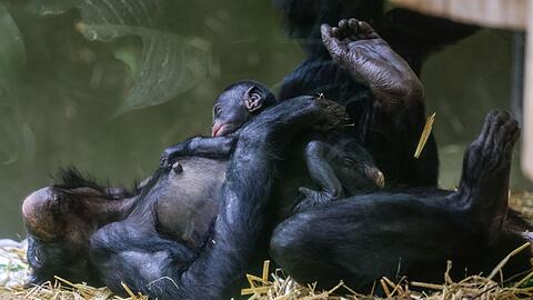 Erst einmal ausruhen für die kommenden Aufgaben: Bei den Bonobos gelten die Weibchen als dominant.