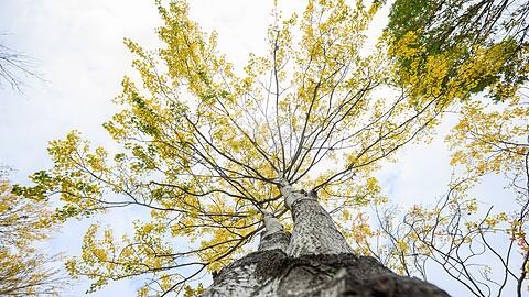 Die Zitterpappel steht für Widerstandskraft, Artenvielfalt sowie Erneuerung.