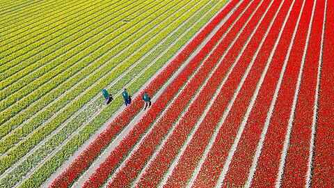 Am Wochenende findet hier zum vierten Mal der "Tag des offenen Tulpenfeldes" statt. Das Betreten der Felder ist normalerweise verboten.